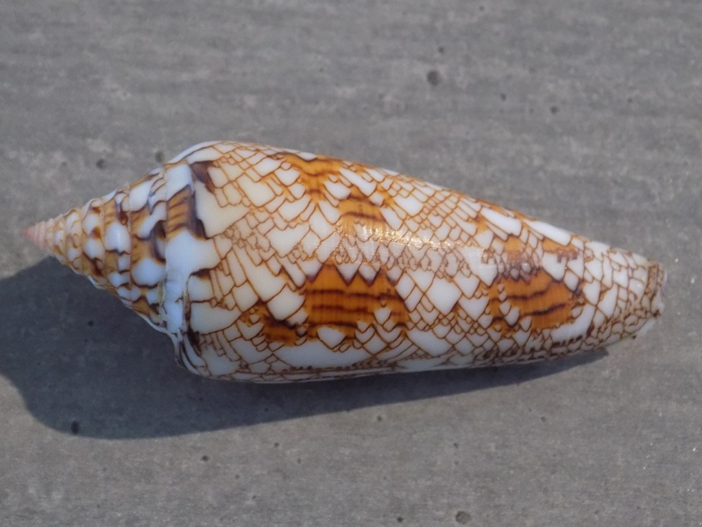 CONIDAE CYLINDER BENGALENSIS SUMBAWAENSIS XL