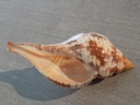 FASCIOLARIIDAE FASCIOLARIA TULIPA 