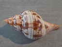 FASCIOLARIIDAE FASCIOLARIA TULIPA 