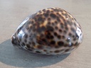 CYPRAEA TIGRIS PARDALIS