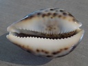 CYPRAEA TIGRIS PARDALIS