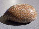 CYPRAEA MACROCYPRAEA CERVUS