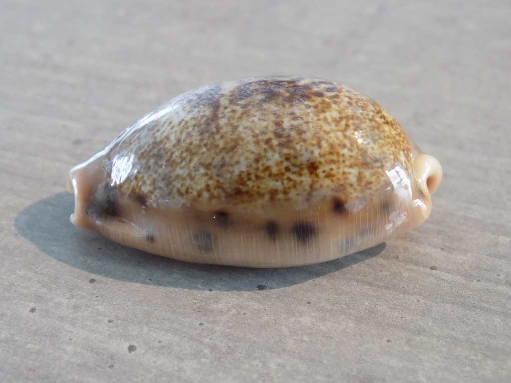 CYPRAEA Erronea CAURICA MASIRENSIS