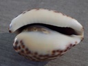 CYPRAEA BARYCYPRAEA TEULEREI Extra