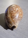 CYPRAEA MACROCYPRAEA CERVUS