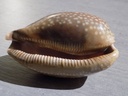 CYPRAEA MACROCYPRAEA CERVUS