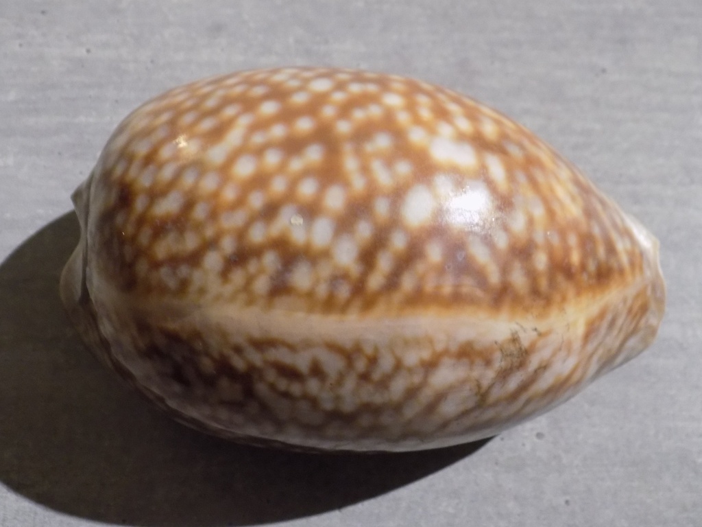 CYPRAEA MACROCYPRAEA CERVUS