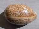 CYPRAEA MACROCYPRAEA CERVUS