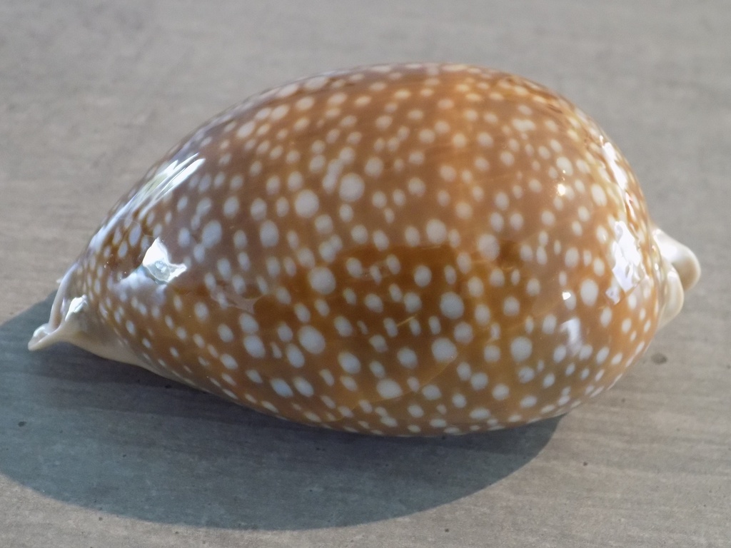 CYPRAEA MACROCYPRAEA CERVUS