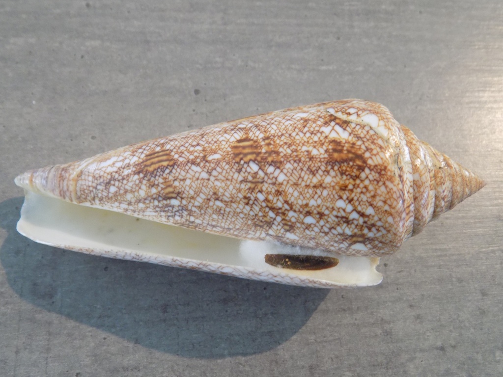 CONIDAE CYLINDER GLORIAMARIS XL G++