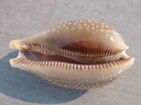 CYPRAEA MACROCYPRAEA CERVUS