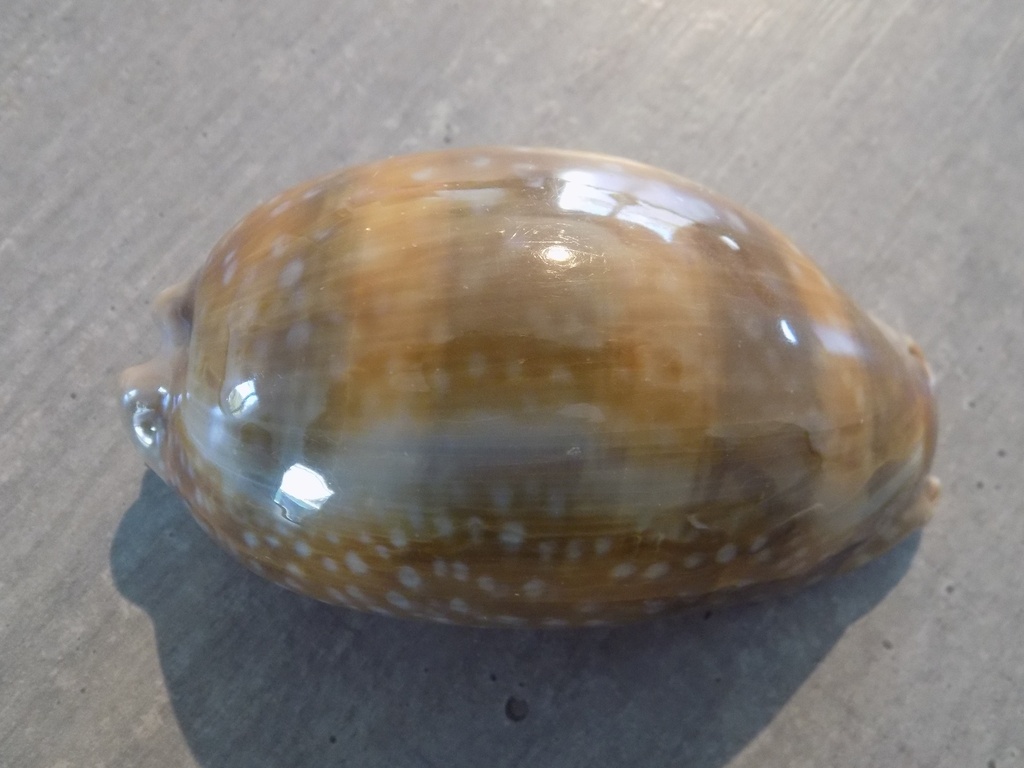 CYPRAEA MACROCYPRAEA CERVUS