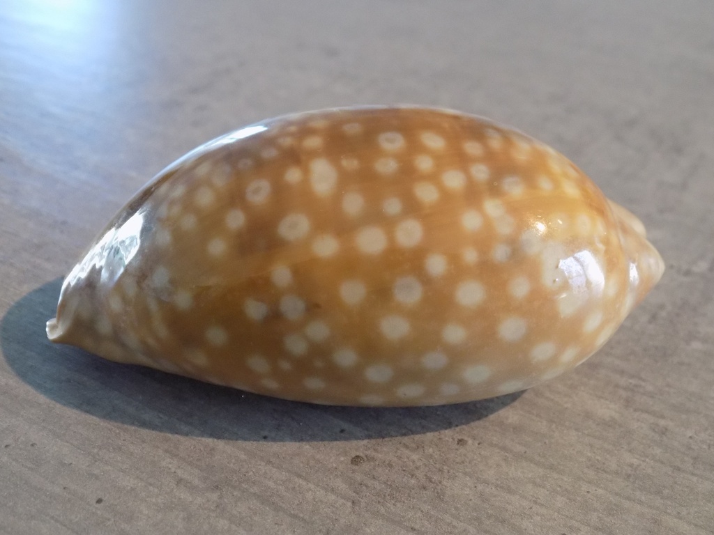 CYPRAEA MACROCYPRAEA ZEBRA