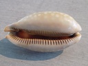 CYPRAEA MACROCYPRAEA ZEBRA