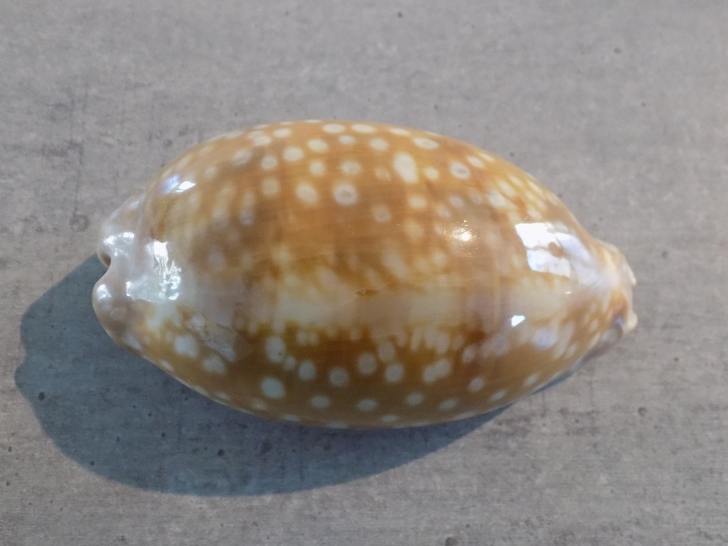 CYPRAEA MACROCYPRAEA ZEBRA