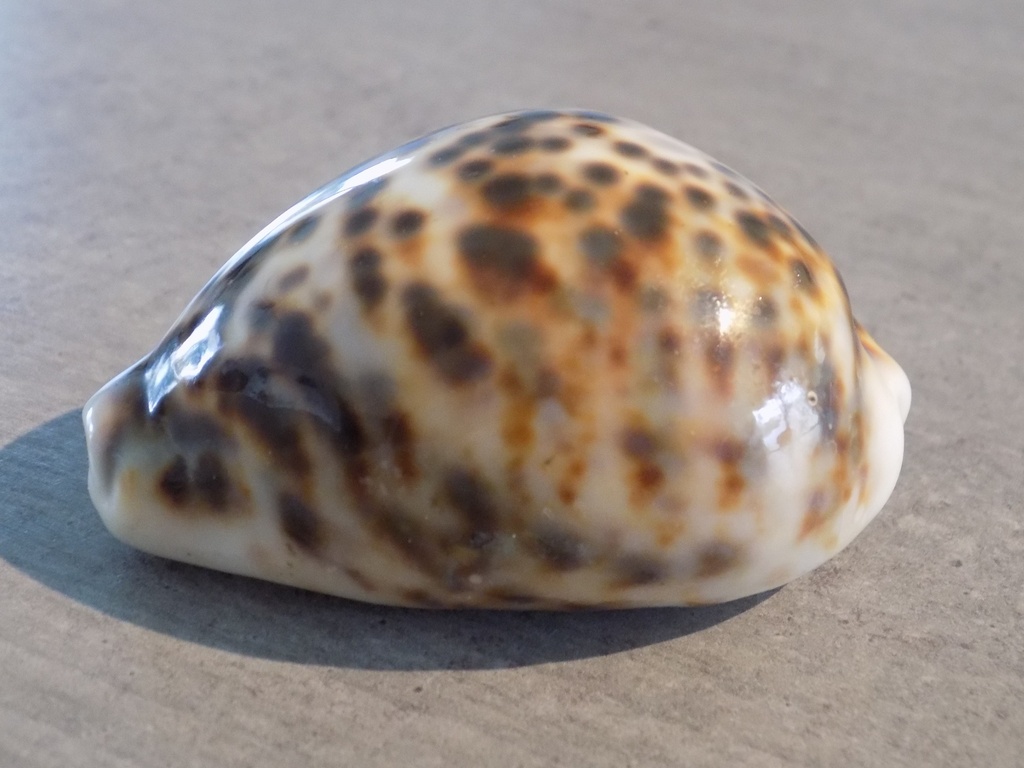 CYPRAEA TIGRIS F.LYNCICHROA