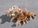 MURICIDAE CHICOREUS PALMAROSAE