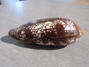 CONIDAE DARIOCONUS AULICUS