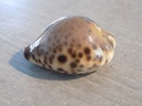 CYPRAEA BARYCYPRAEA TEULEREI