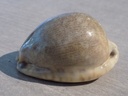 CYPRAEA M.ARABICA ASIATICA f.GIBBA