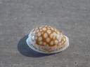 CYPRAEA CRIBRARULA C.COMMA TOLIARIENSIS