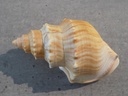 STRUTHIOLARIIDAE STRUTHIOLARIA PAPULOSA