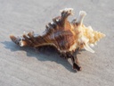 MURICIDAE CHICOREUS BANKSII