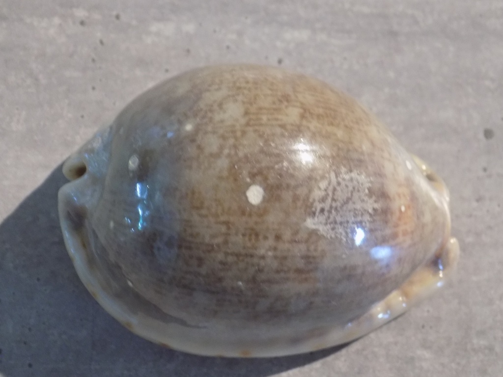 CYPRAEA M.ARABICA ASIATICA f.GIBBA