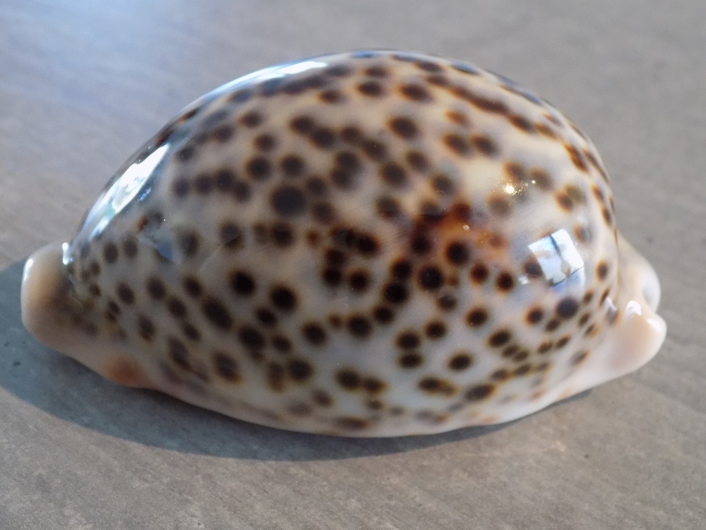 CYPRAEA PANTHERINA PANTHERINA