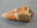 CONIDAE PIONOCONUS ALEXISALLARYI XL