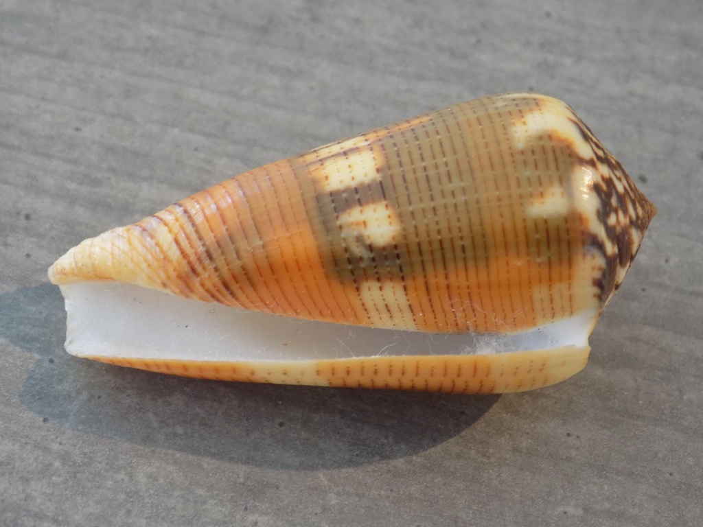 CONIDAE PIONOCONUS ALEXISALLARYI XL