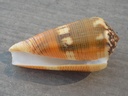 CONIDAE PIONOCONUS ALEXISALLARYI XL