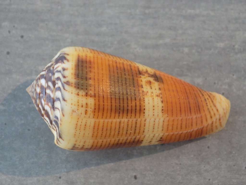 CONIDAE PIONOCONUS ALEXISALLARYI XL