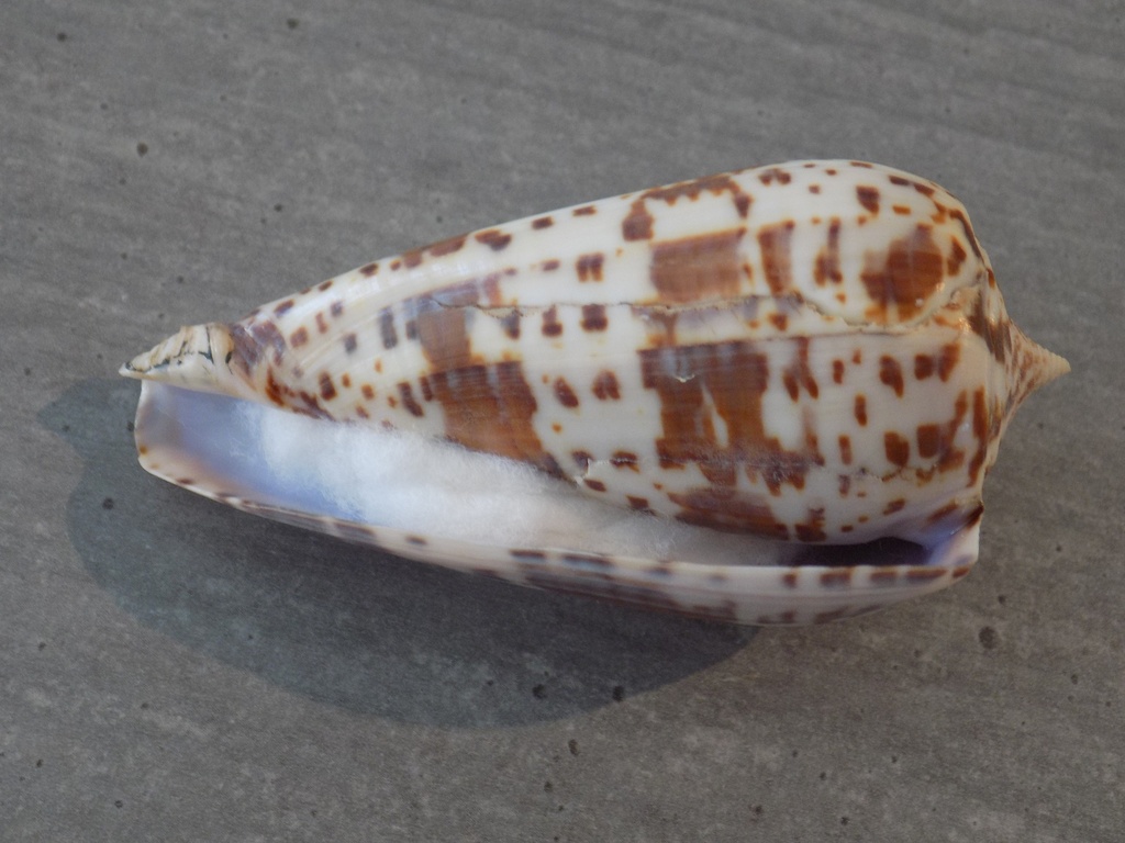 CONIDAE PHASMOCONUS LYNCEUS XL