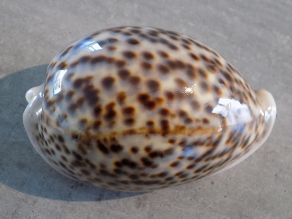 CYPRAEA PANTHERINA PANTHERINA