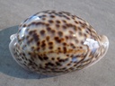 CYPRAEA PANTHERINA PANTHERINA