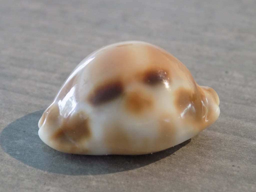 CYPRAEA LURIA TESSELLATA XL