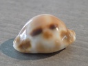 CYPRAEA LURIA TESSELLATA XL