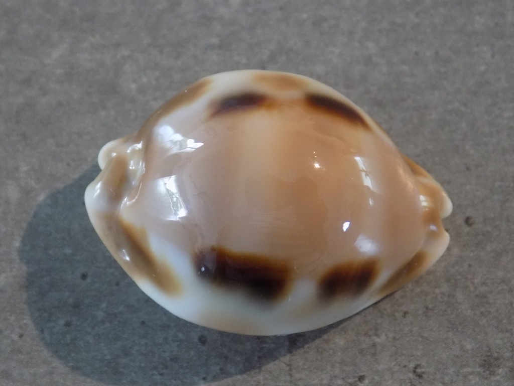 CYPRAEA LURIA TESSELLATA XL