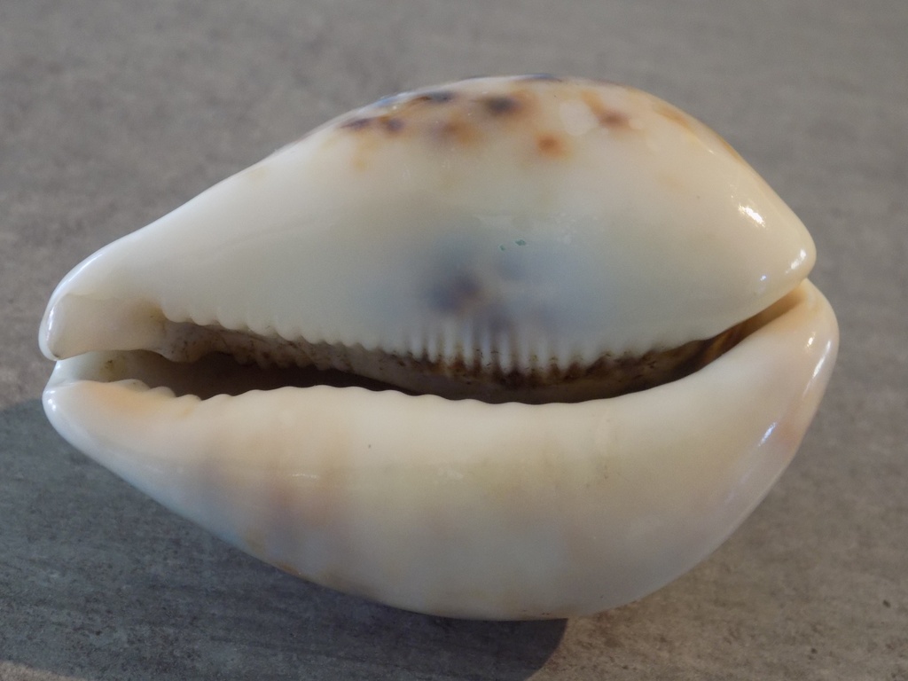 CYPRAEA TIGRIS F.LYNCICHROA