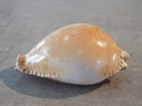 CYPRAEA PERISSEROSA GUTTATA GUTTATA