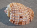 HARPIDAE HARPA COSTATA COSTATA