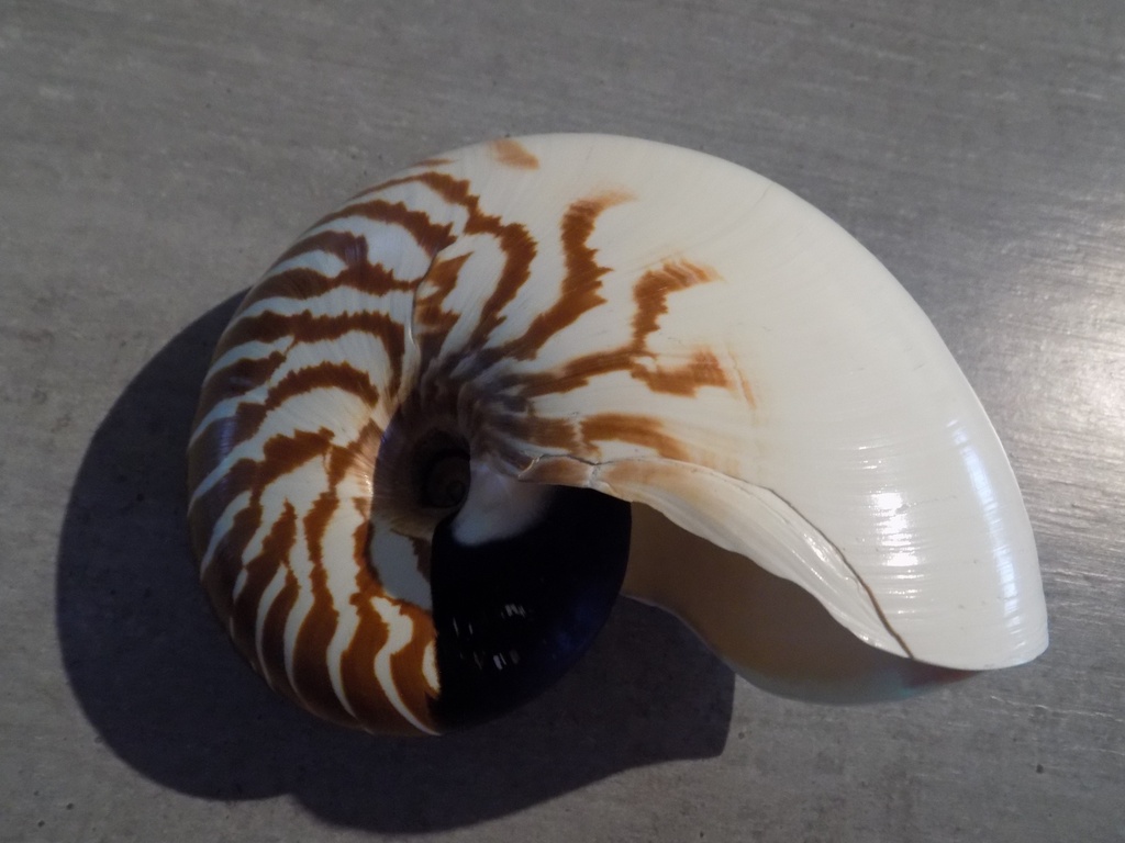 NAUTILIDAE NAUTILUS MACROPHALUS