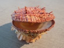 SPONDYLIDAE SPONDYLUS ICTERICUS