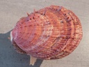 SPONDYLIDAE SPONDYLUS ICTERICUS