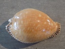 CYPRAEA PERISSEROSA GUTTATA GUTTATA