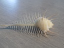 MURICIDAE MUREX PECTEN