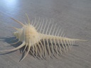 MURICIDAE MUREX PECTEN