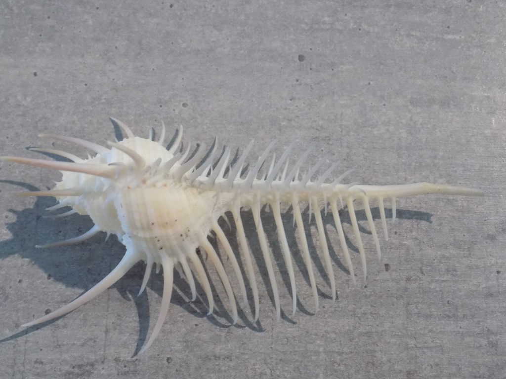 MURICIDAE MUREX PECTEN