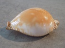 CYPRAEA PERISSEROSA GUTTATA GUTTATA